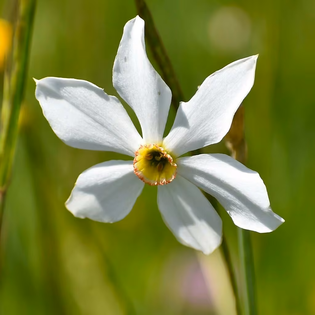 Narcisse des poètes, En fruits