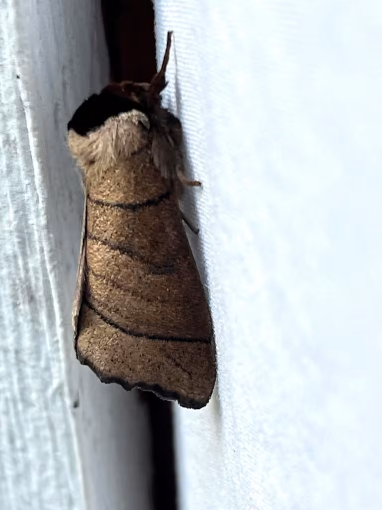 Angus' Datana Moth, Adulte