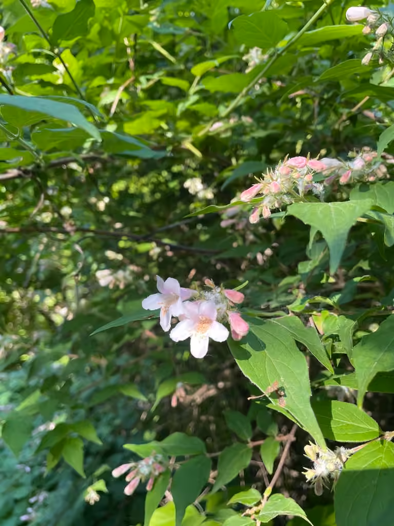Beautybush, Flower buds