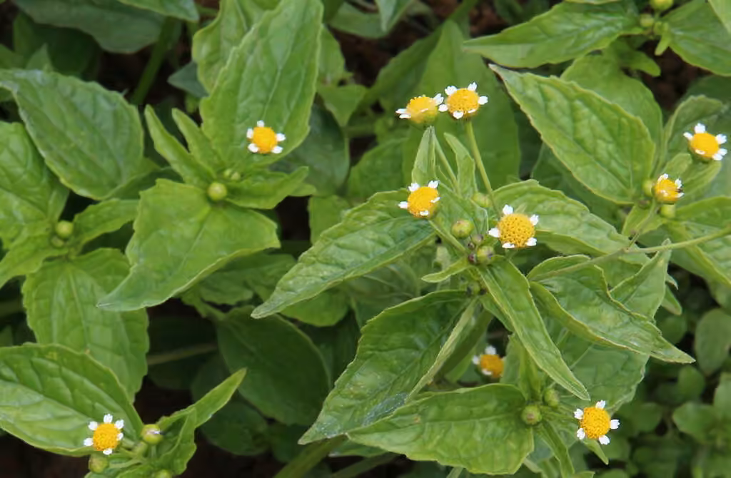 Galinsoga à petites fleurs, En fleurs