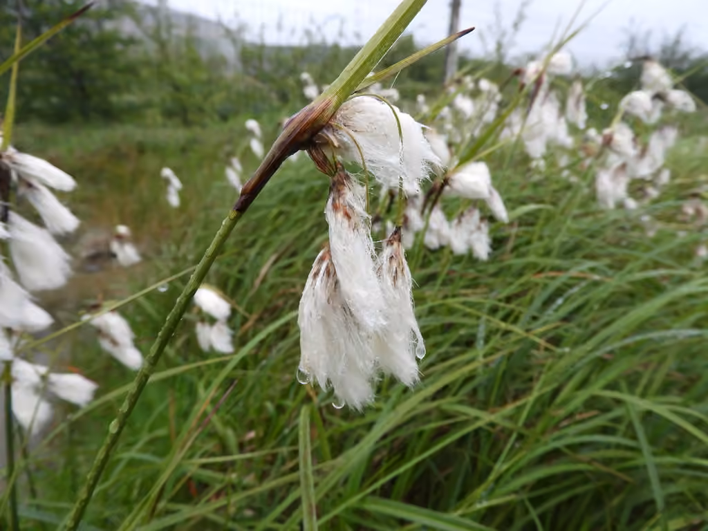 Tall cottongrass