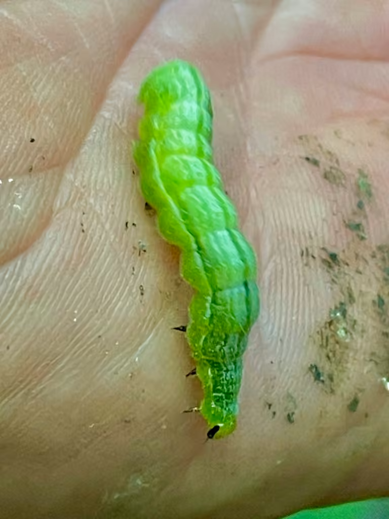 Bilobed Looper Moth, Caterpillar