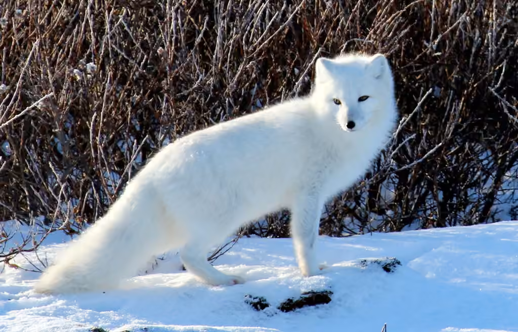 Arctic Fox, photo 1 of 5