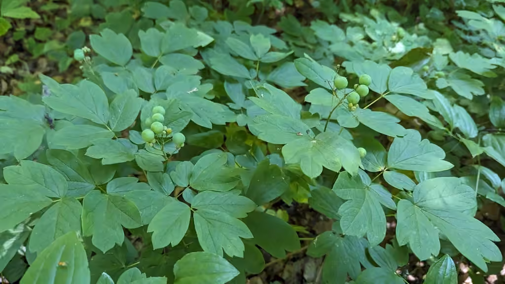 Blue cohosh, In fruit