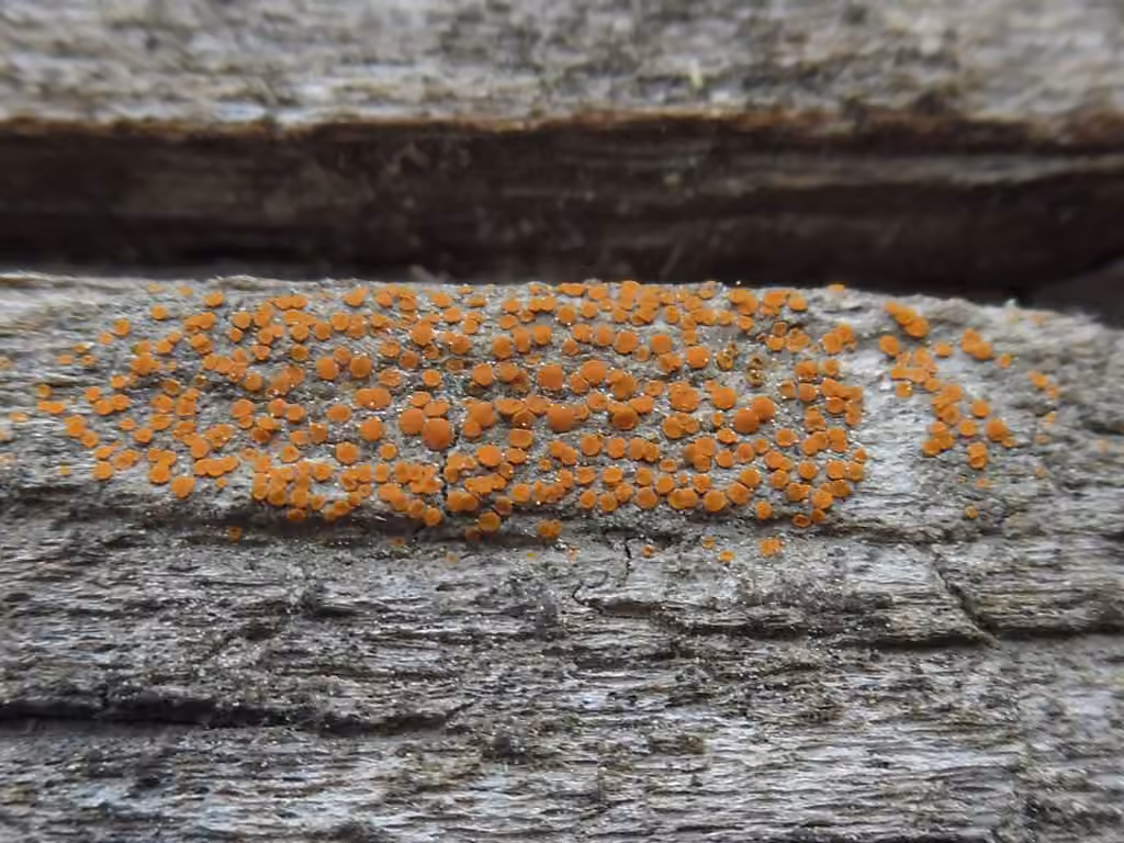 Firedot Lichen, photo 3 of 5