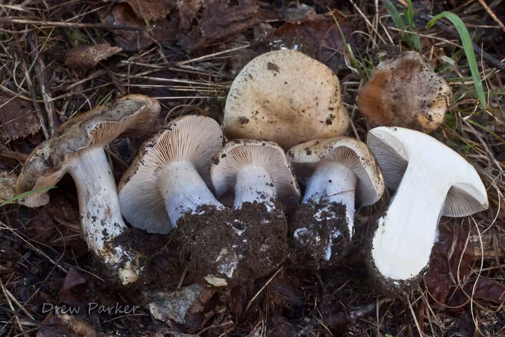 Phlegmacium vernalidistinctum, photo 2 sur 5