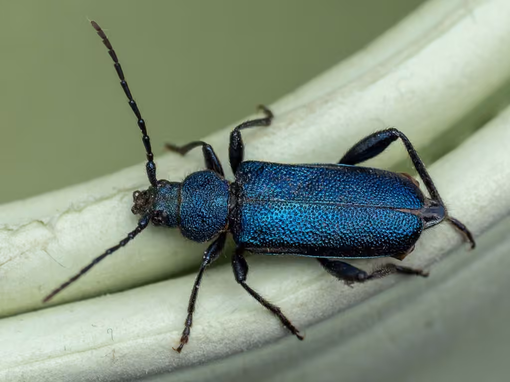Longicorne violacé, photo 1 sur 5
