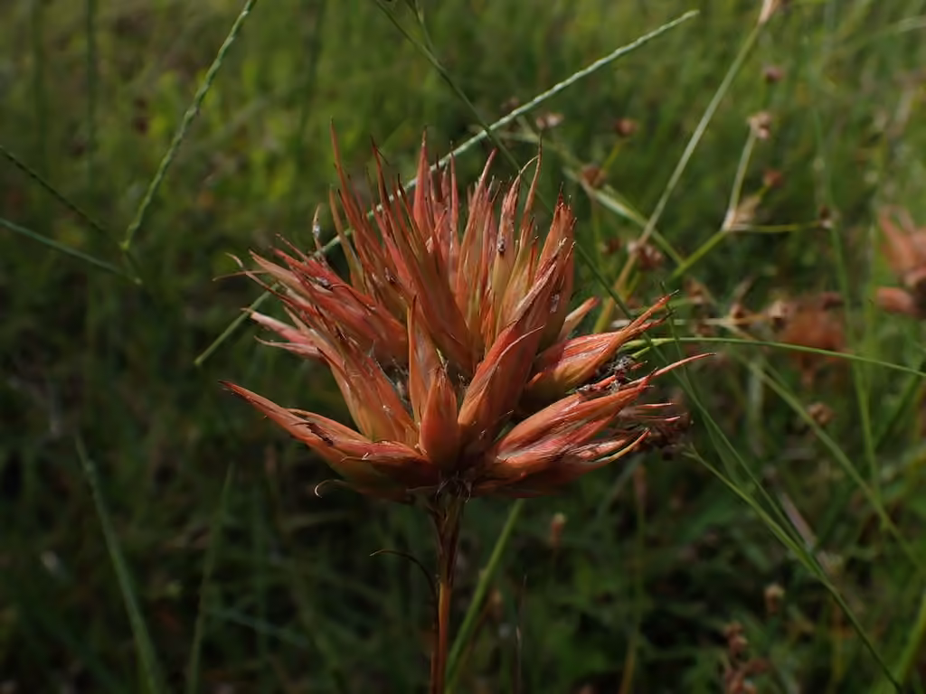 Livia maculipennis, Gall