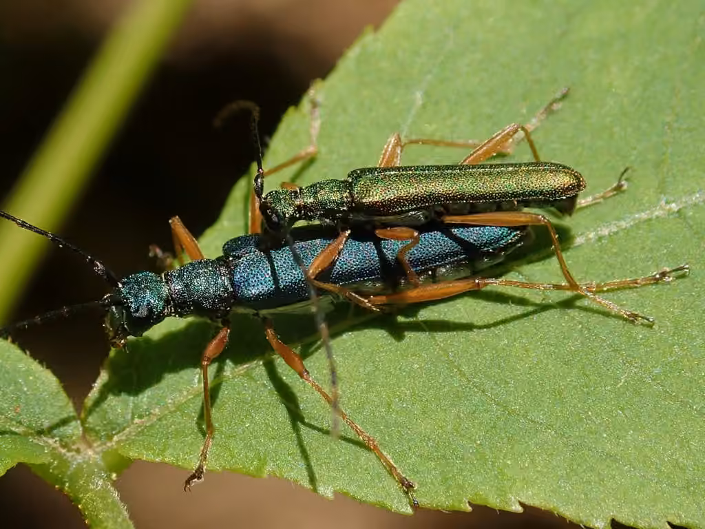 Longicorne céruléen, photo 3 of 5