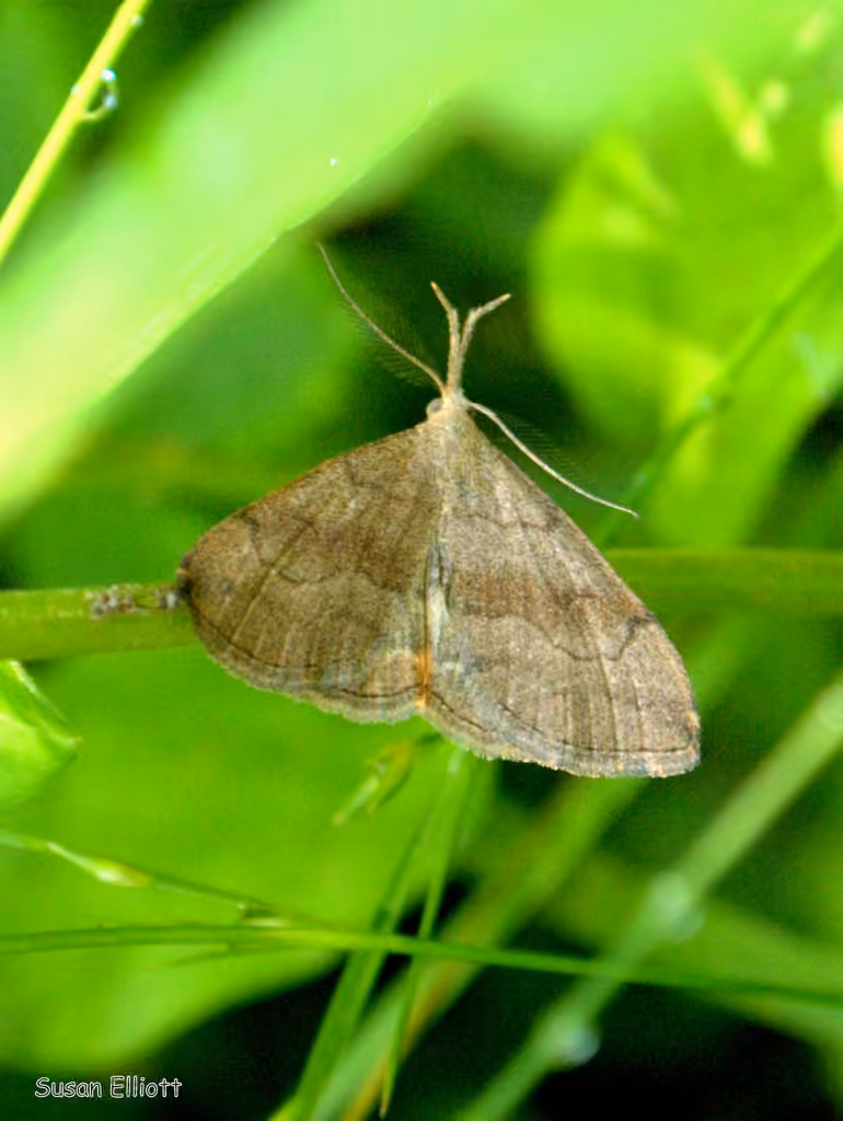 Pale Phalaenostola Moth, photo 2 sur 5