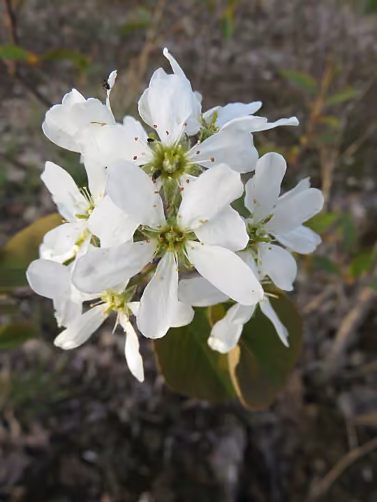 Pacific serviceberry, In flower