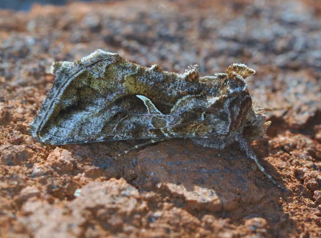 Rusty Looper, Adult