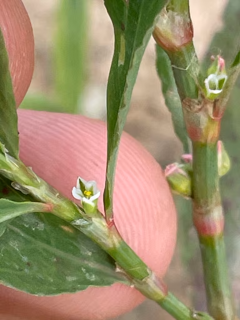 Renouée dressée, En fleurs