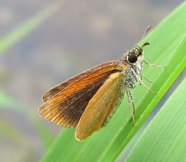 Hespérie délicate, photo 3 sur 5