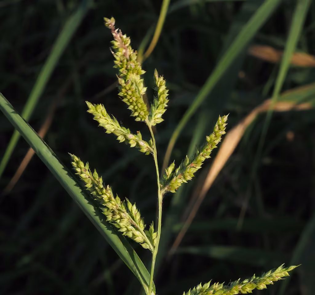 Échinochloa pied-de-coq