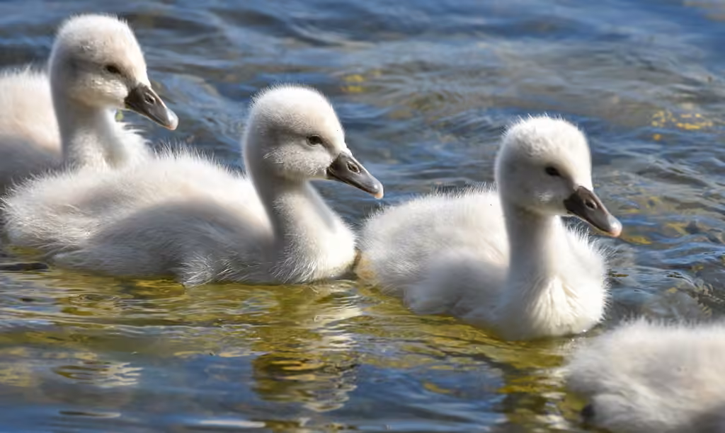 Mute Swan, photo 3 of 5