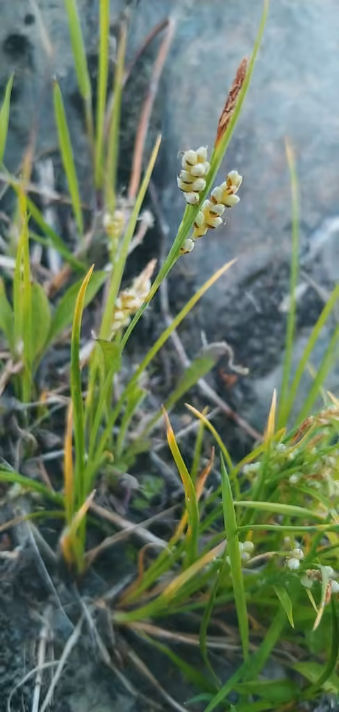 Carex de Garber, En fleurs