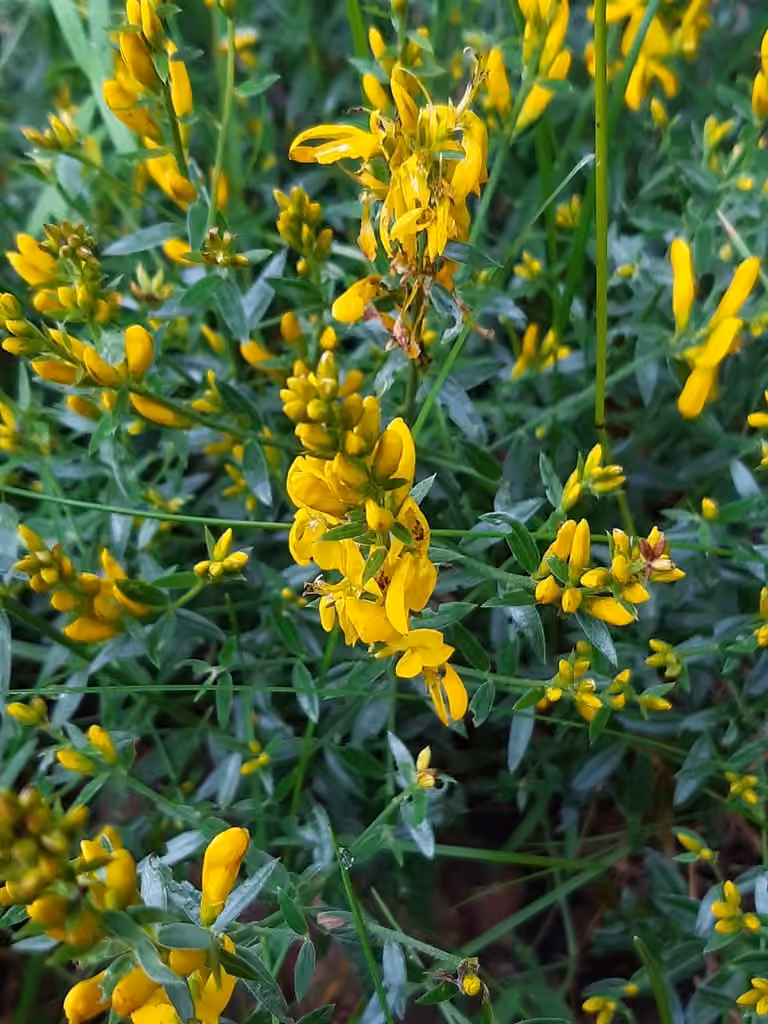 Dyer's greenweed, In flower