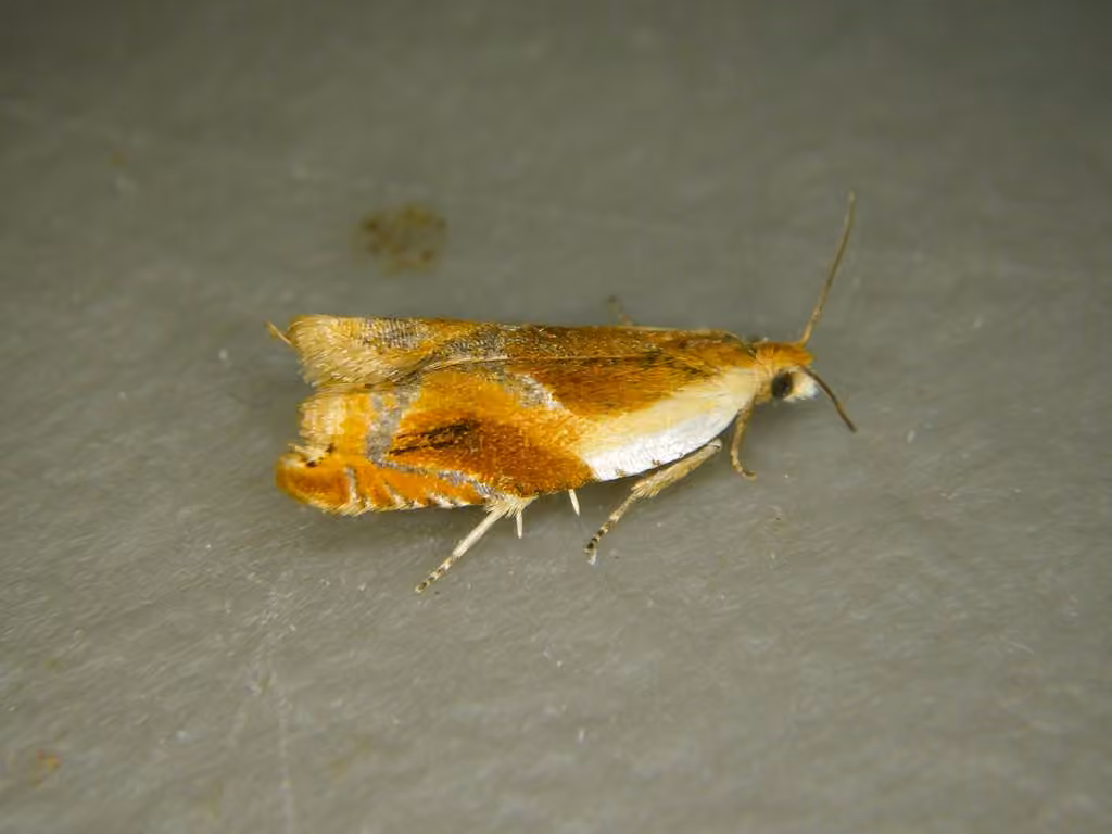 Ancylis fuscociliana, Mâle adulte