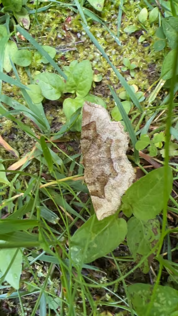 Refracted Metarranthis Moth, Adulte