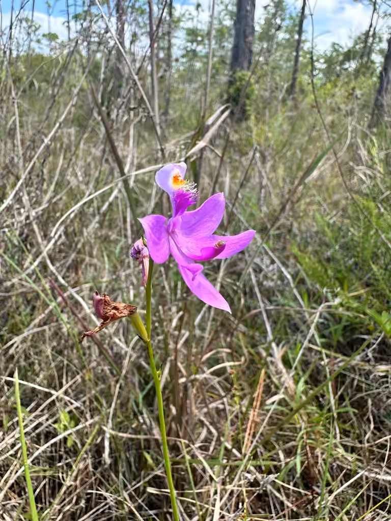 Calopogon tubéreux, En fruits