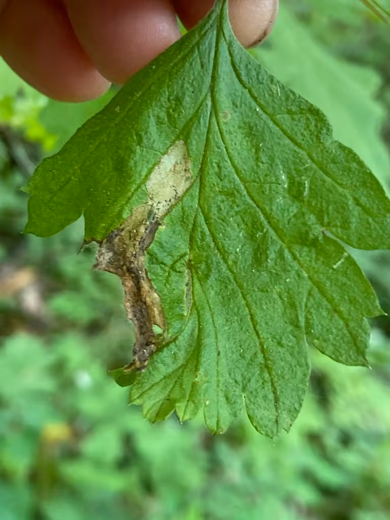 Purplish Birch-miner Moth, Leaf mine