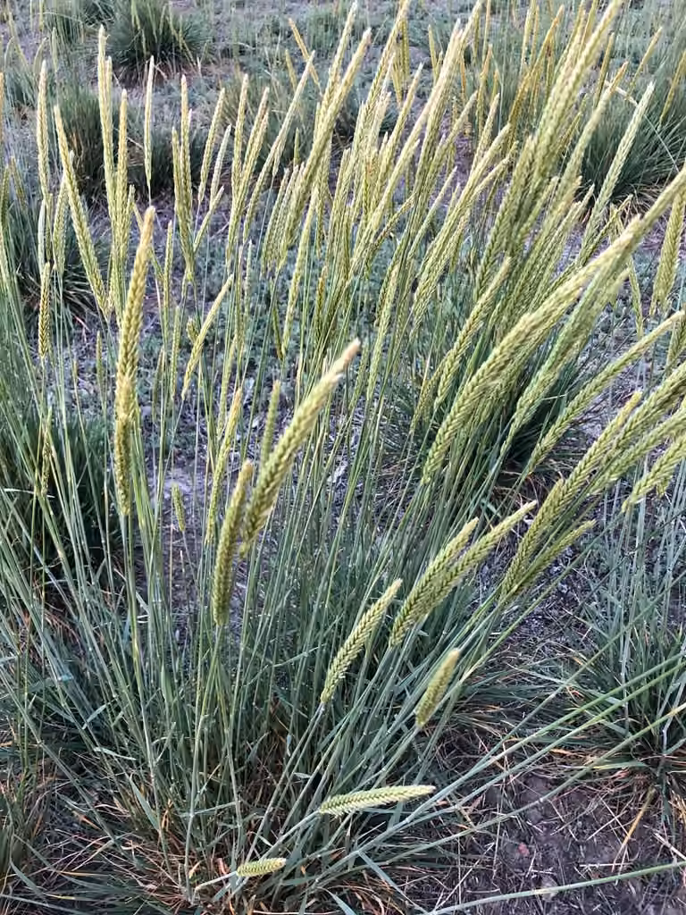 Russian wildrye, photo 1 of 5