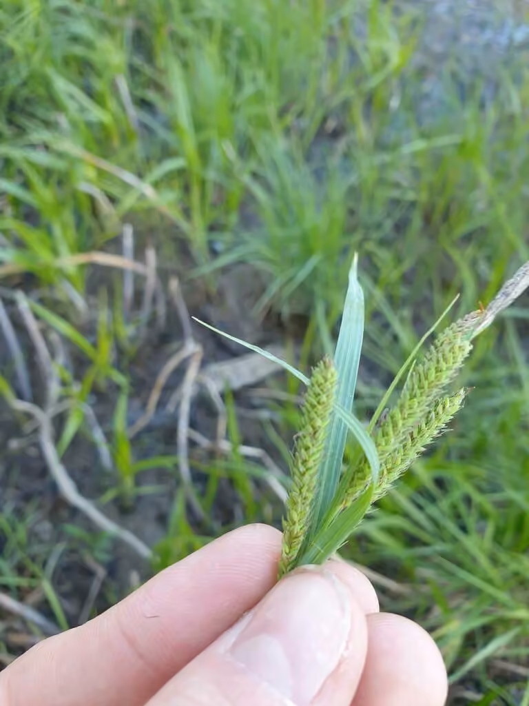 Carex dressé, En fleurs