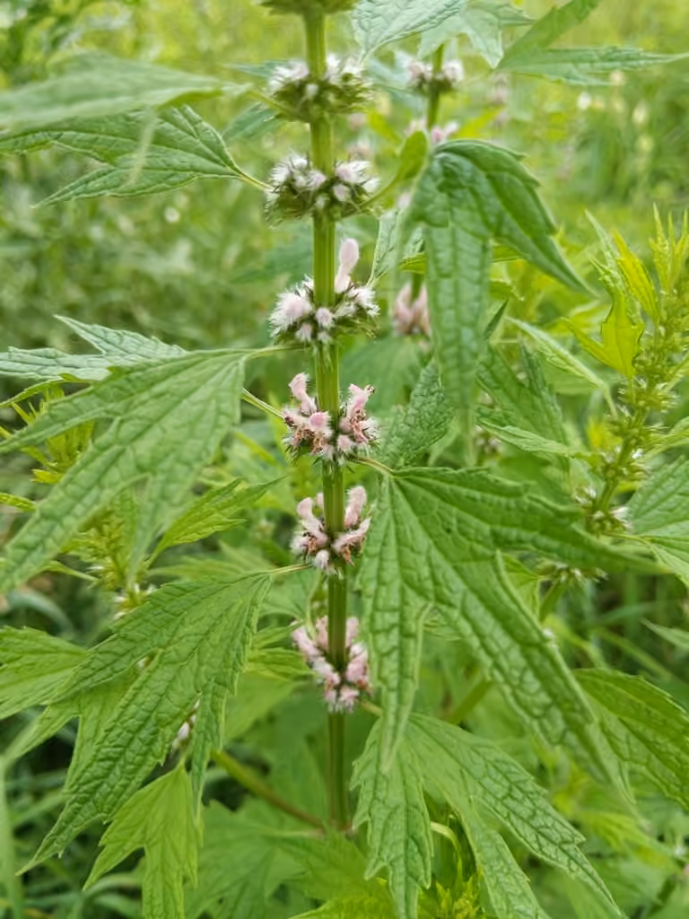 Agripaume cardiaque, En fleurs
