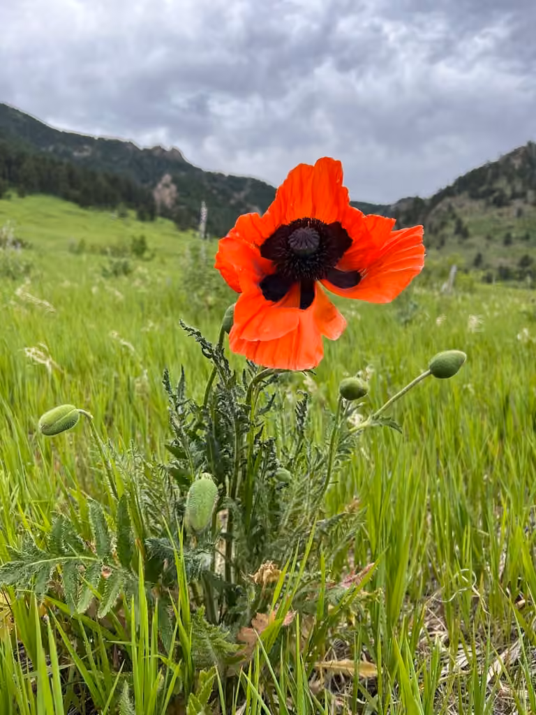 Pavot d'Orient, En fleurs