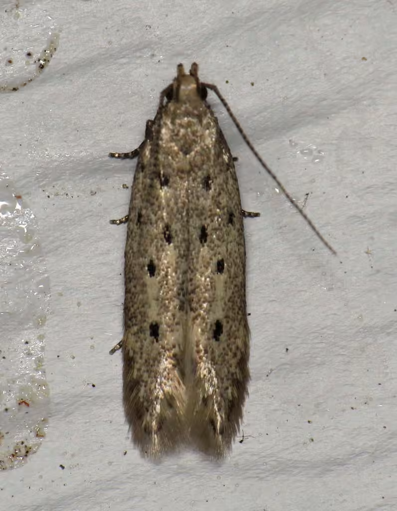 Five-spotted Twirler Moth, Adult