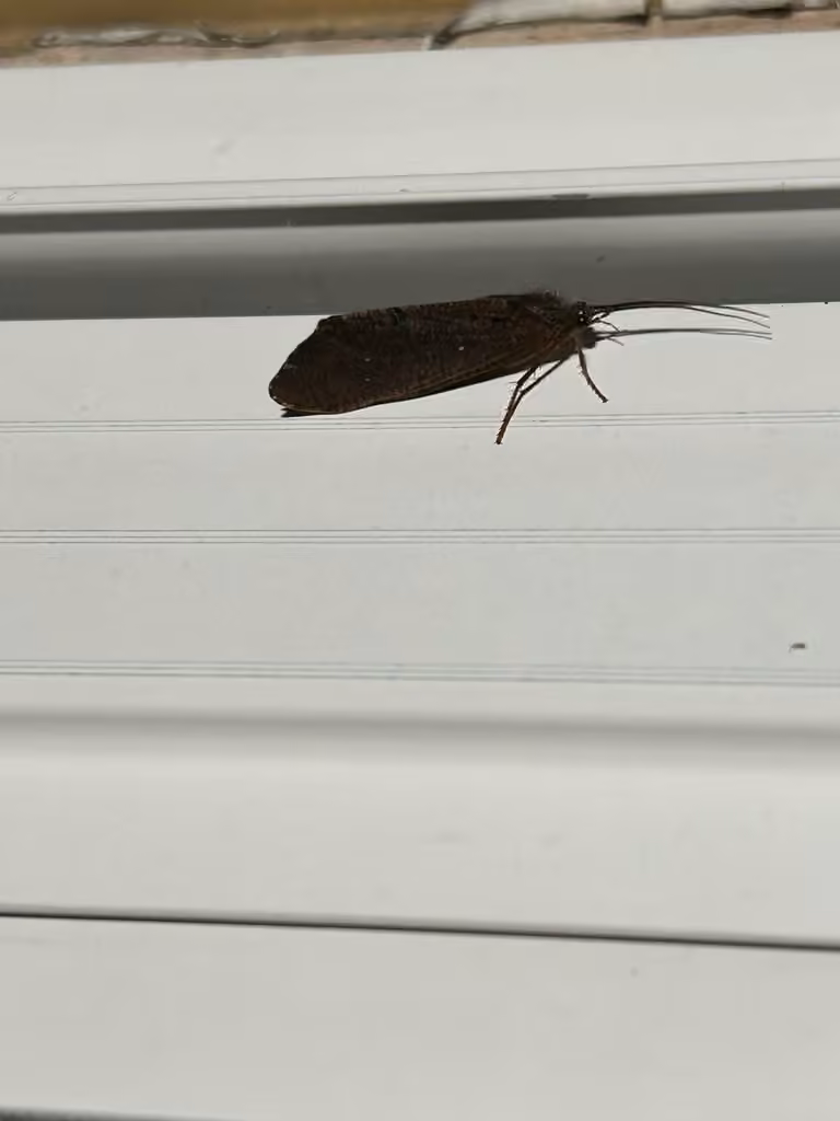 Eyed giant caddisfly, photo 2 of 5