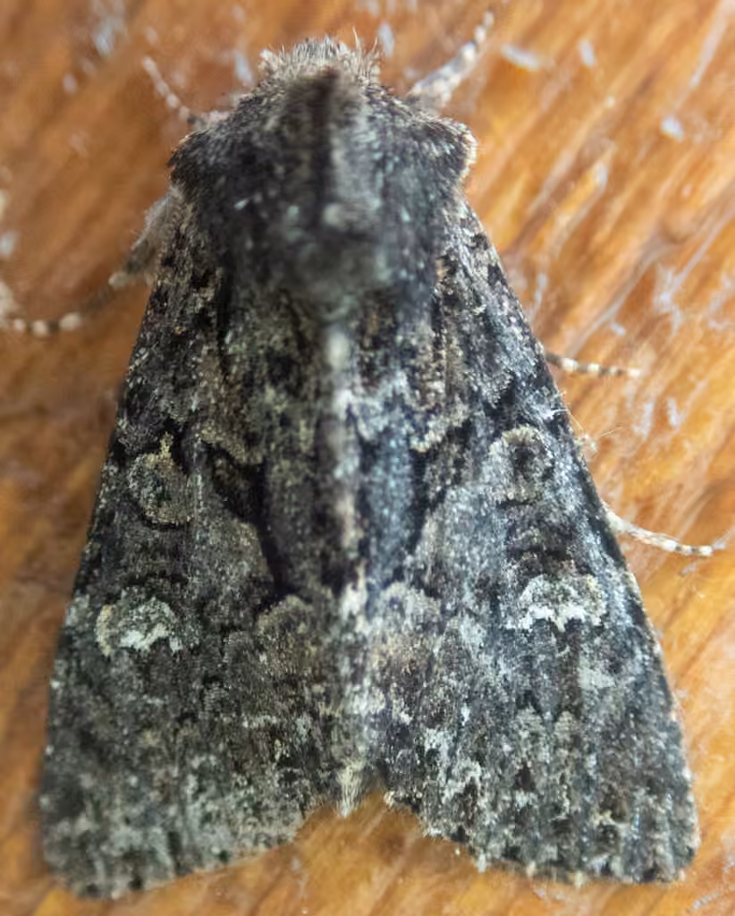 Red-tinted Sallow, Adulte