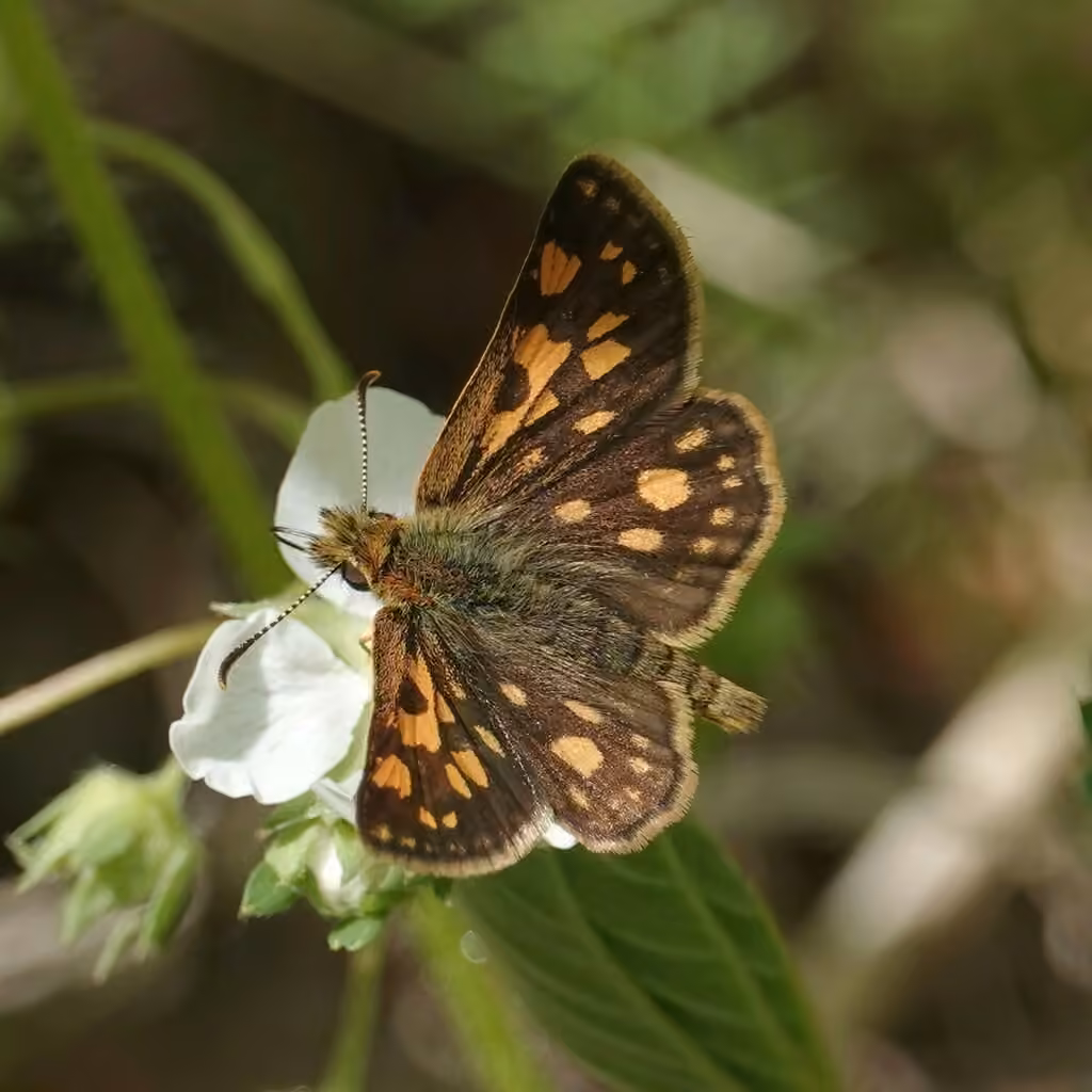 Arctic Skipper, photo 2 of 5