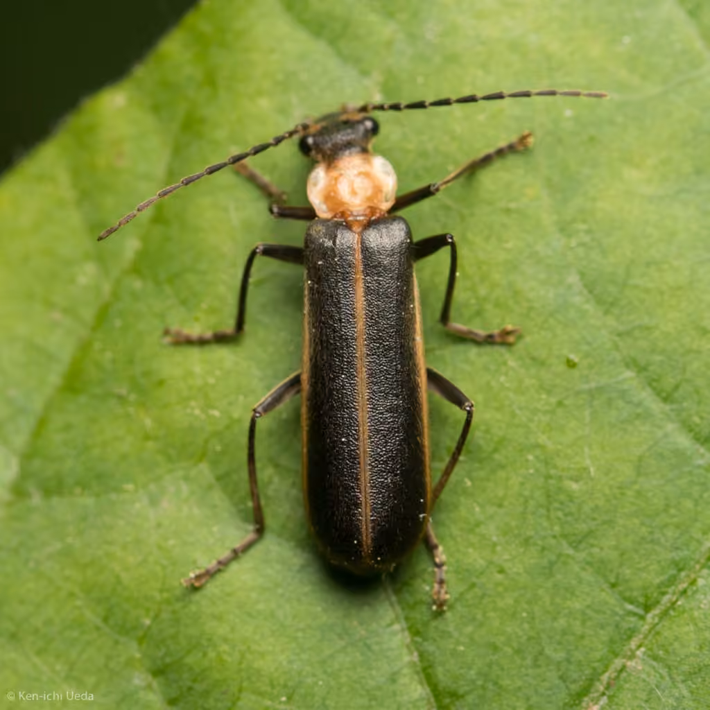 Yellow-necked Soldier Beetle, photo 3 of 5