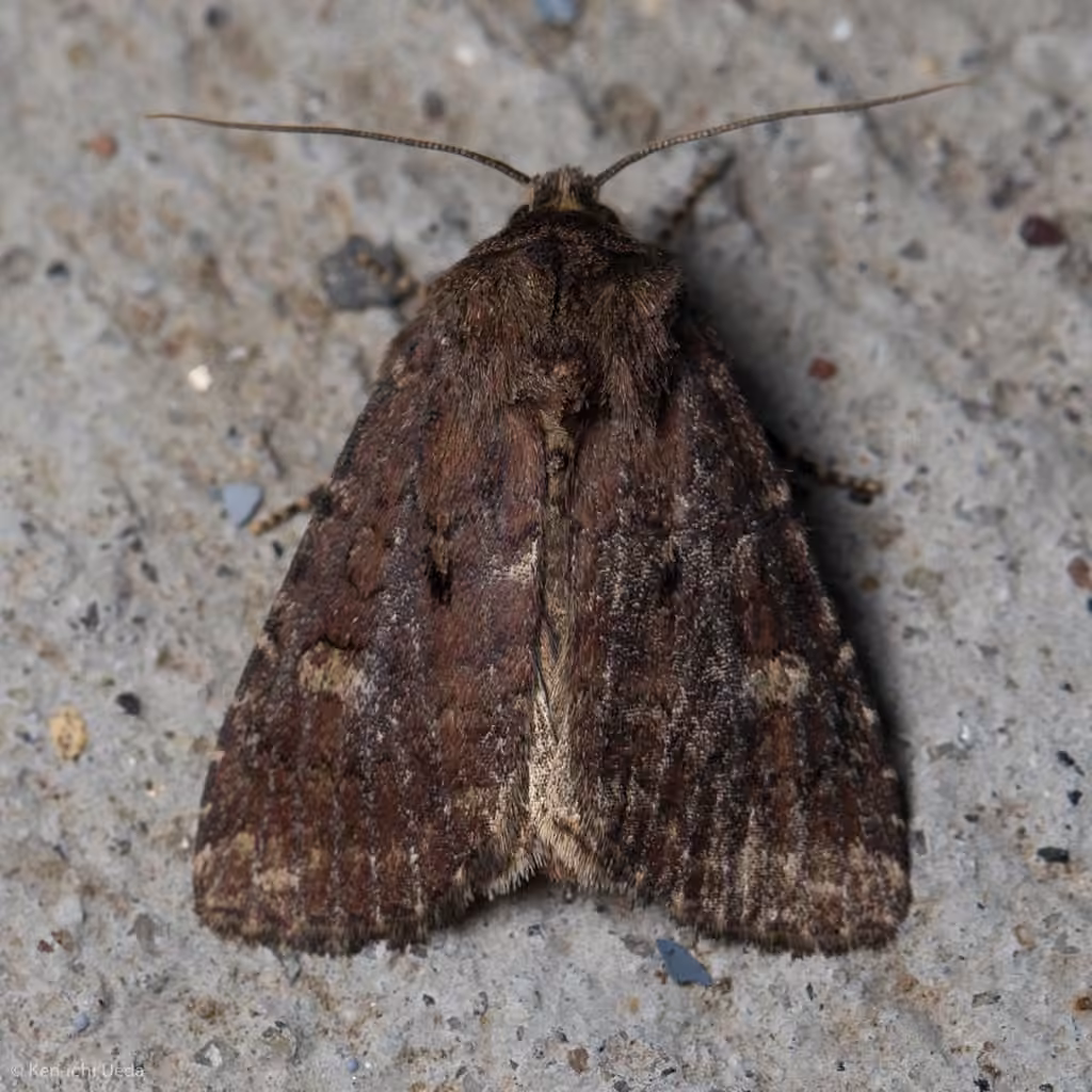 Goodell's Arches Moth, Adulte