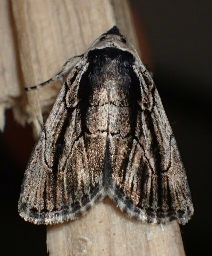honeysuckle budworm, photo 1 of 5