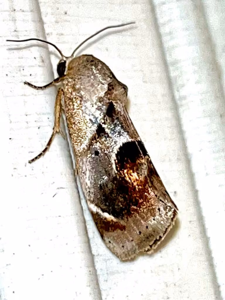 Curve-lined Bird-dropping Moth, Female