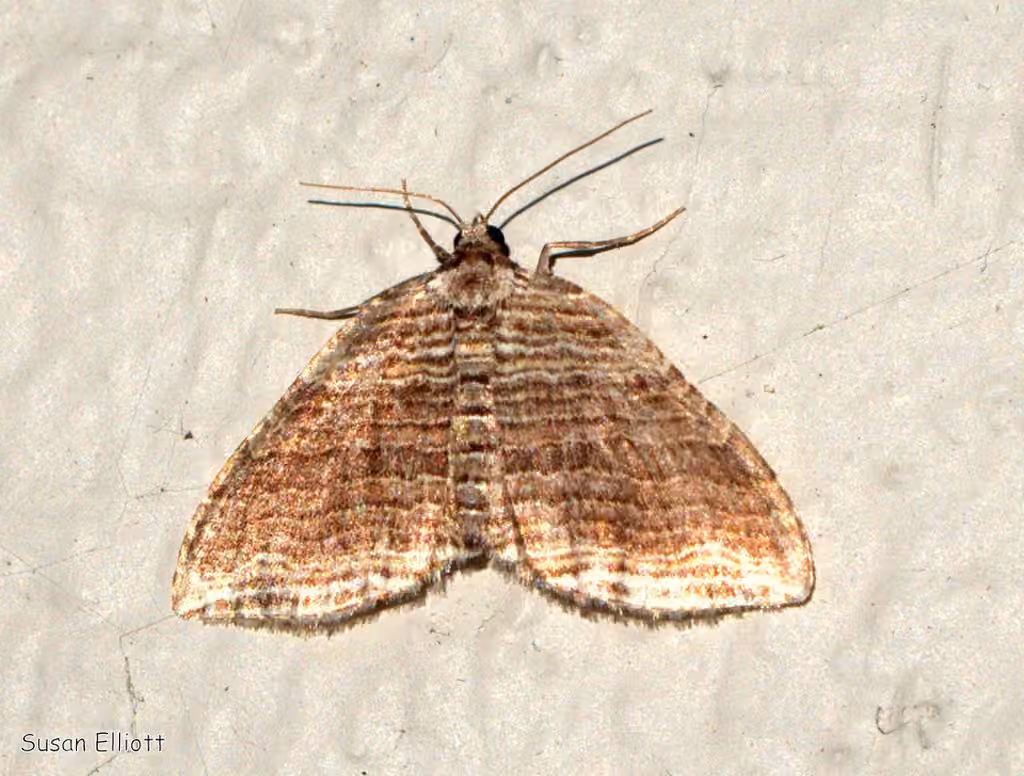 Many-lined Carpet Moth, photo 3 sur 5