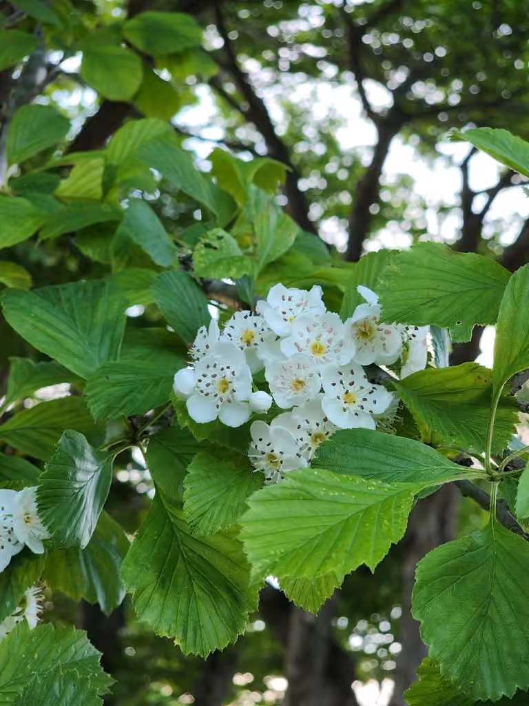 Aubépine ponctuée, En fleurs
