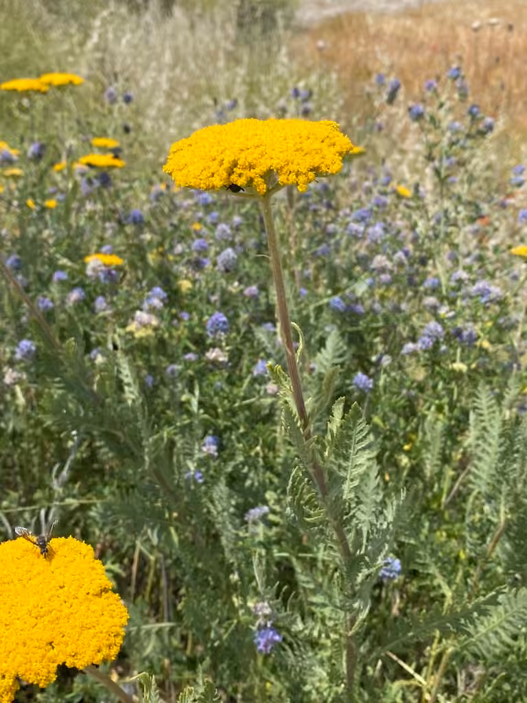 Fernleaf yarrow, In flower