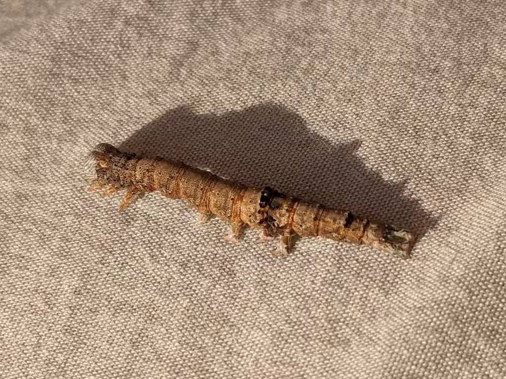 Betrothed Underwing, Caterpillar