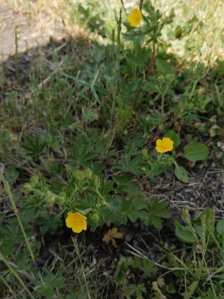 Potentille de Thuringe, En fleurs