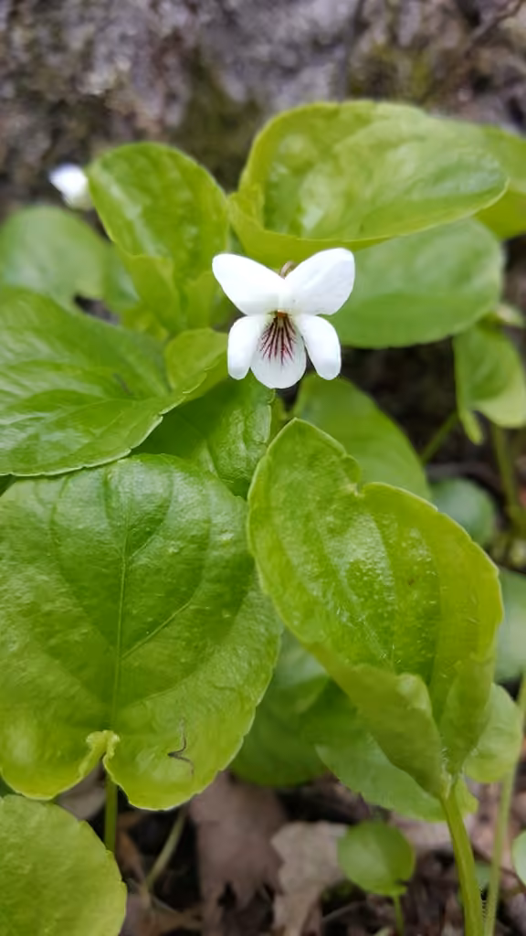 Large-leaved white violet, In flower