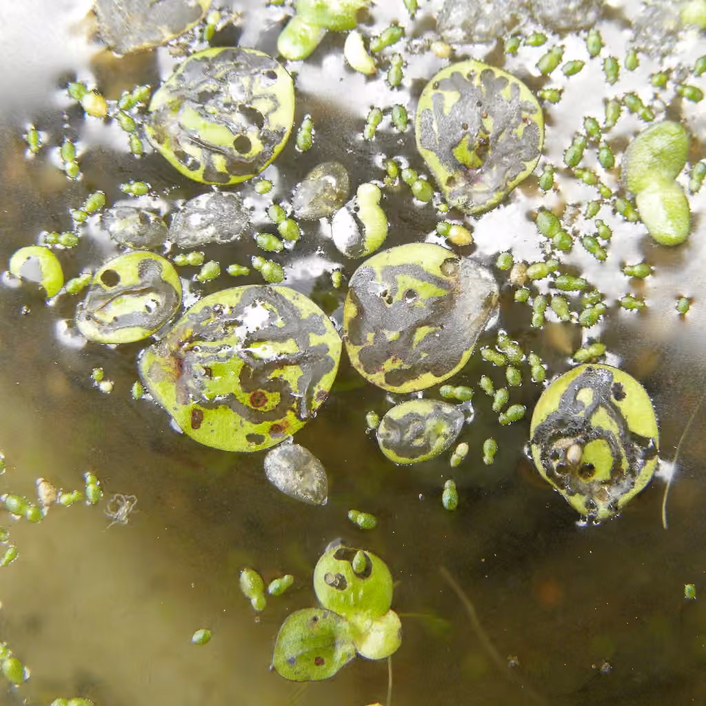 Brachycère des lenticules, Mine