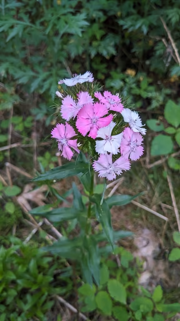 Sweetwilliam, In flower