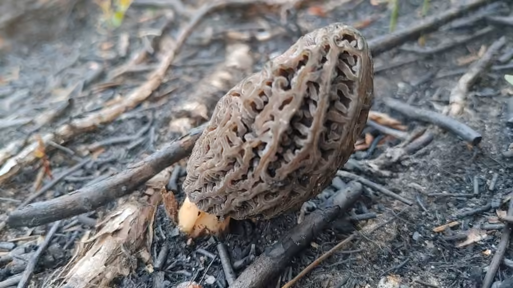 Morchella exuberans, photo 2 sur 5