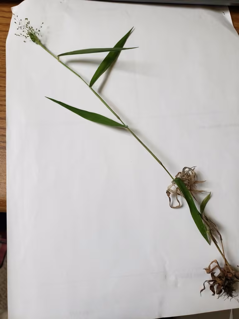 Old field panic grass, In fruit