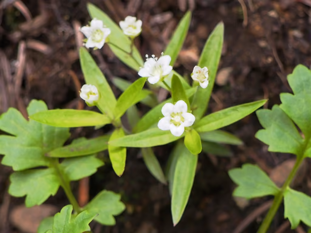 Sabline à grandes feuilles, En fleurs