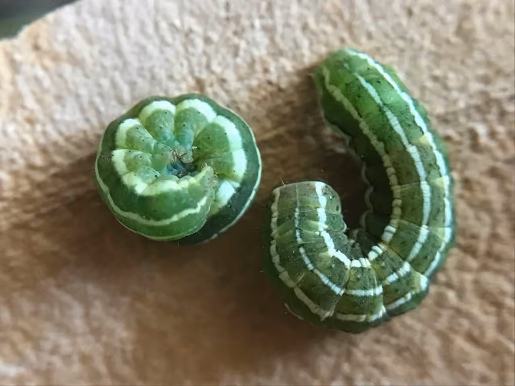 Northern Variable Dart, Caterpillar